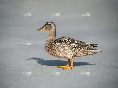 lol 赛事直播-0€淵